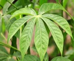 Cassava Leaves - Smooth (3lbs)