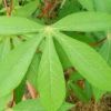 Cassava Leaves - Smooth (800g)
