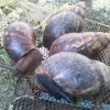 Large Snail - Bush (1lb)