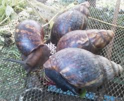 Large Snail - Bush (1lb)